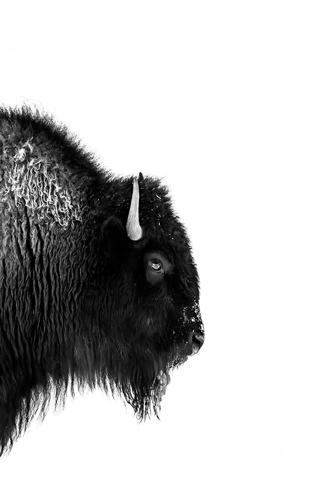 Wise Old Man - Park City Buffalo Photos