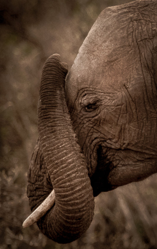 Elephant Trunk - Photos of Elephants