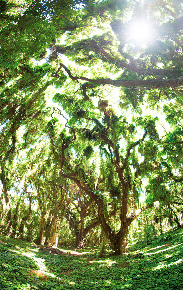Green Veil - Photos of the Honolua Jungle