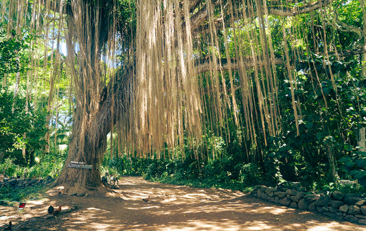 Jungle Ceiling - Maui Nature Photos