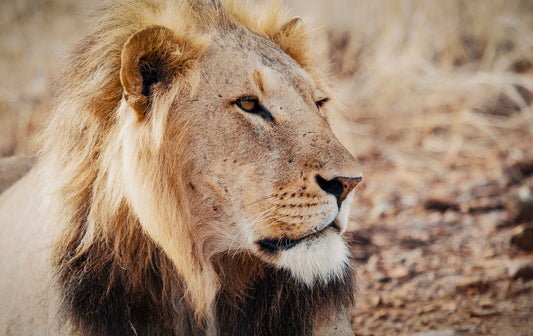 King's Gaze - Photos of Lions in Africa