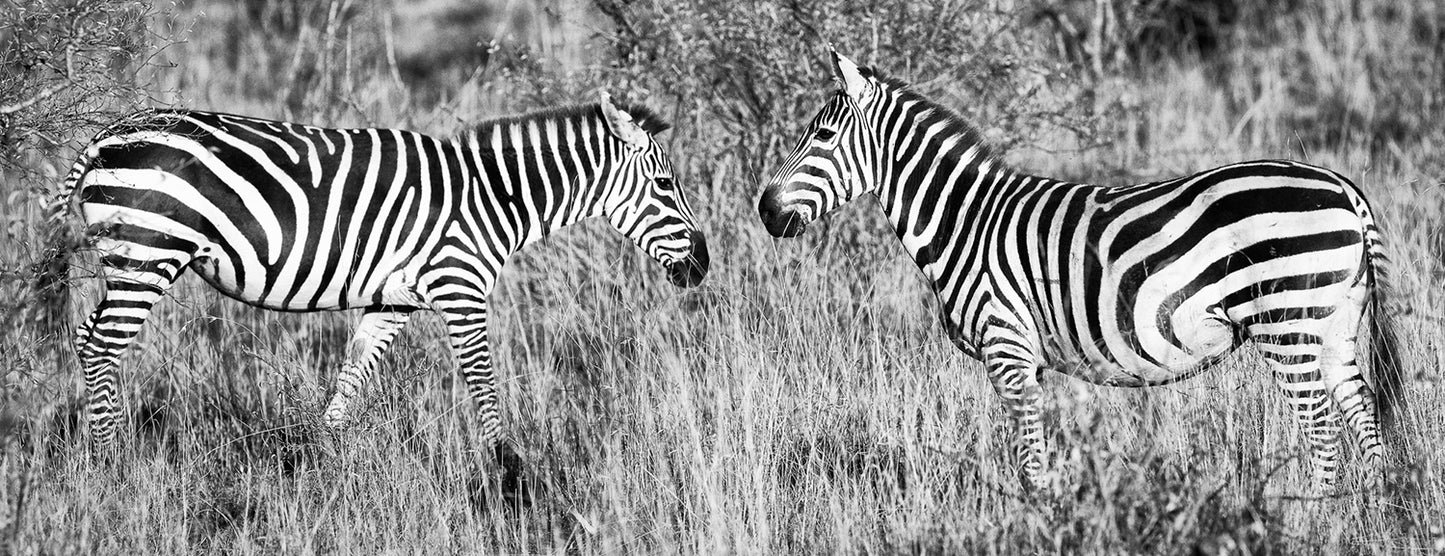Looking In the Mirror - Zebra Photos