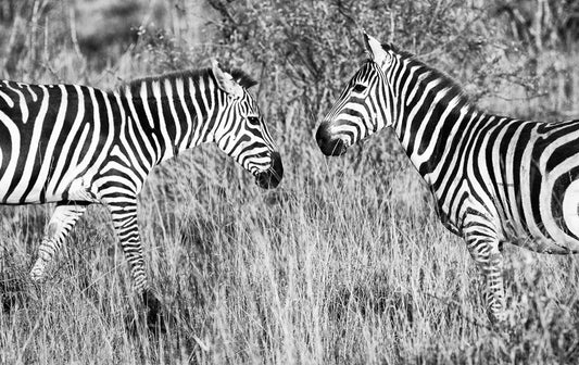 Looking In the Mirror - Zebra Photos