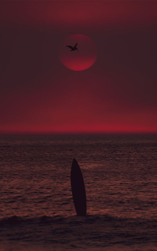 Pelican Tomb - Manhattan Beach Surf Photos