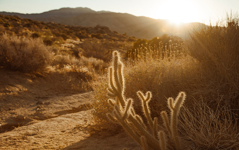 Rattle At Dusk - Desert Cactus Tree Photos
