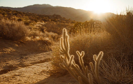 Rattle At Dusk - Desert Cactus Tree Photos