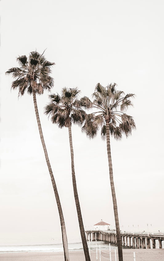 Under the Palm Trees- Manhattan Beach Pier Photos