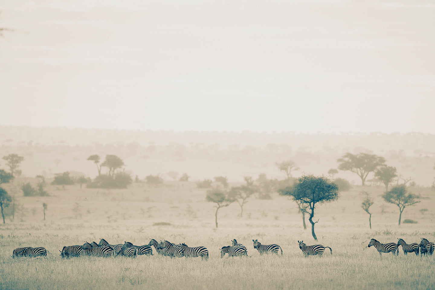 Z is for Zebra - Fine Art Nature Photography