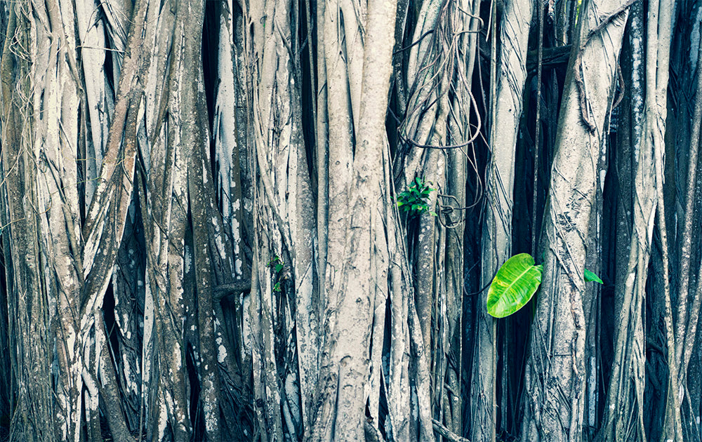Baby Leaf - Maui Banyan Tree Photos