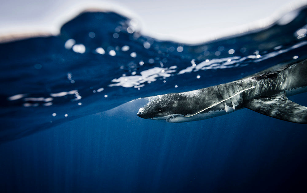 Mexico Shark Photos