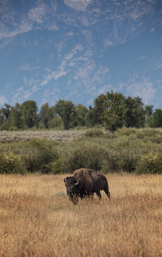 Buffalo in Jackson Hole Wyoming Photos