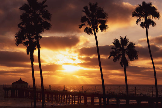 California Palm Tree Photos