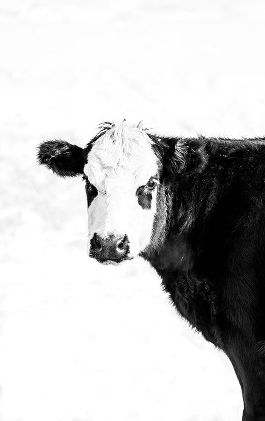 photo of a black and white cow looking at the camera