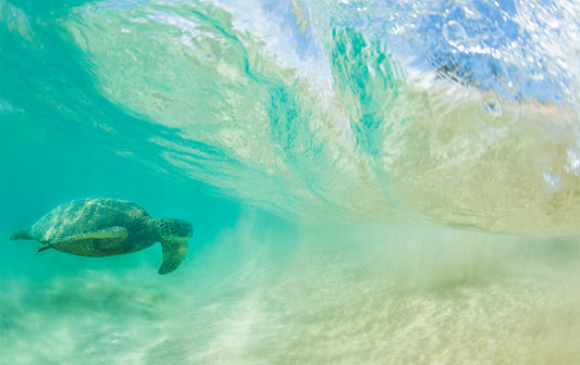 Free Ride - Hawaiian Turtle Photos