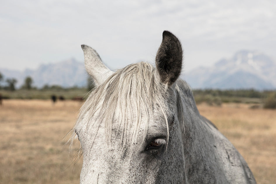 Jackson Hole Wyoming Horse Photos