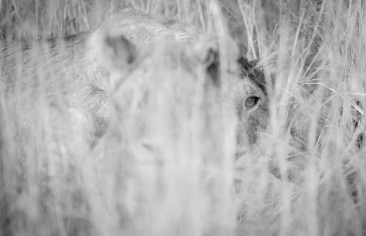 Ghost - Africa Nature Photography