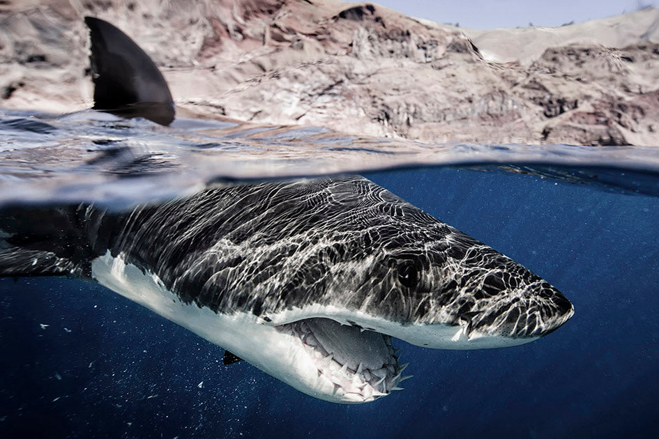 Mexico Shark Photos