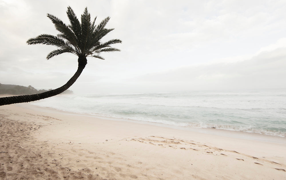 North Shore Oahu Beach Palm Photos