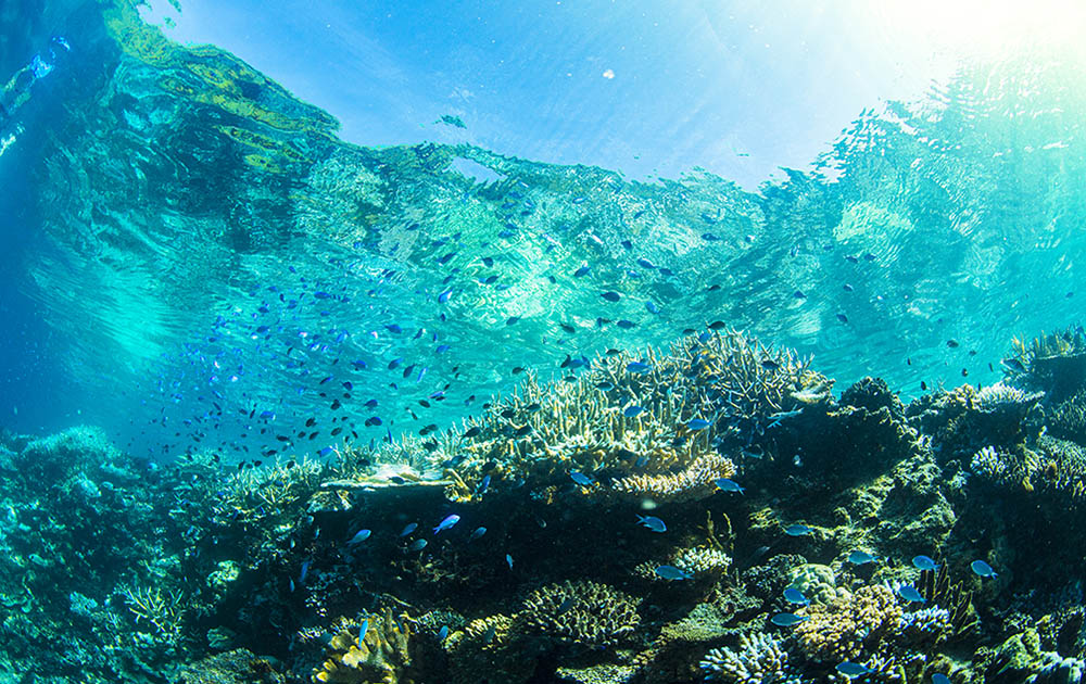 Rainbow Reef Fiji Underwater Photos