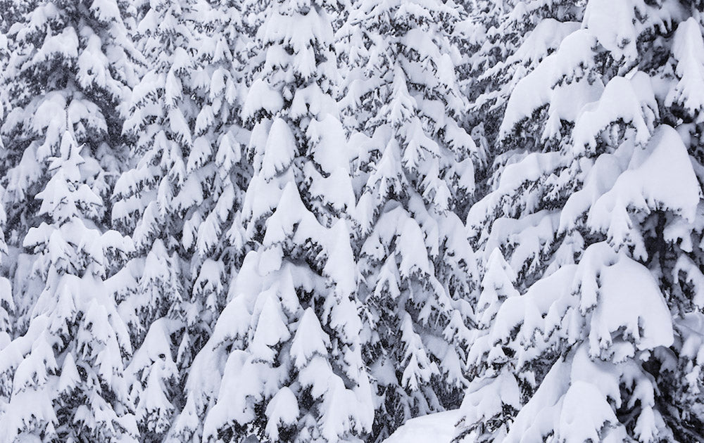 Snow Covered Vail Trees Photos