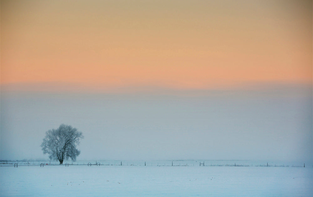 Snowy Landscape With Tree Photos