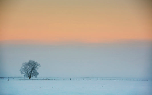 Snowy Landscape With Tree Photos