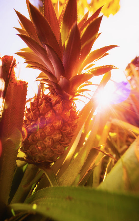 Tahiti Pineapple Photos