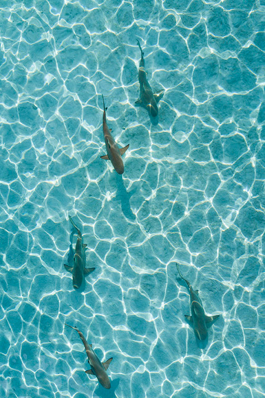Tahiti Sharks Aerial Photos