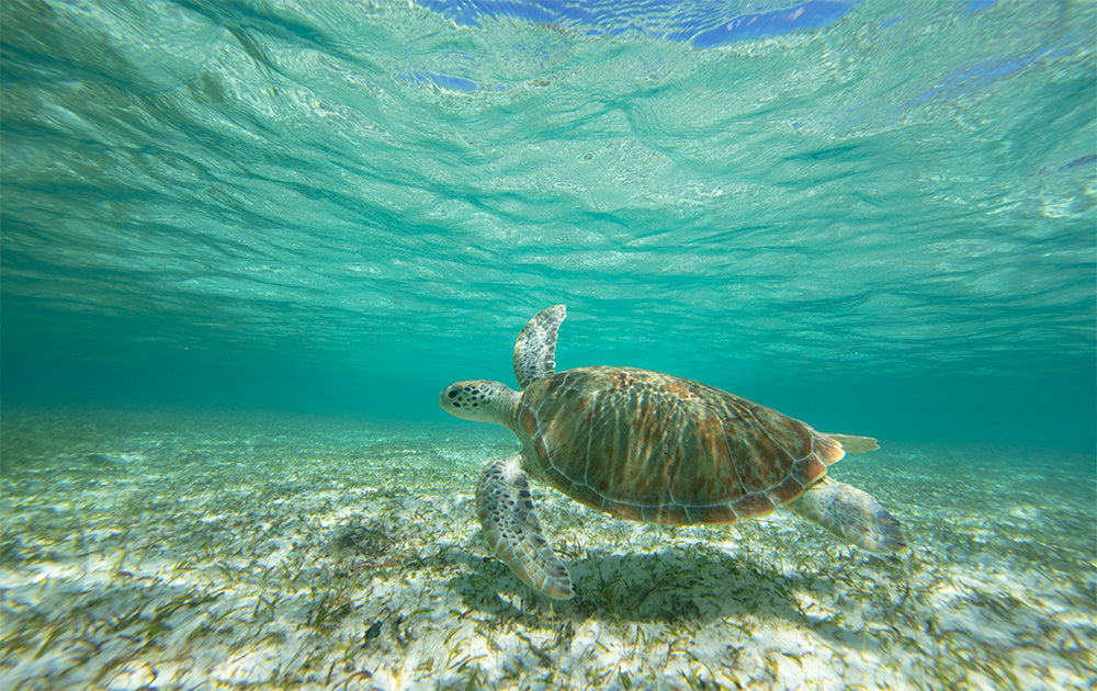 The Dude - Hawaiian Sea Turtle Photos