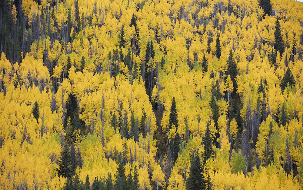 Vail Autumn Trees Aerial Photos