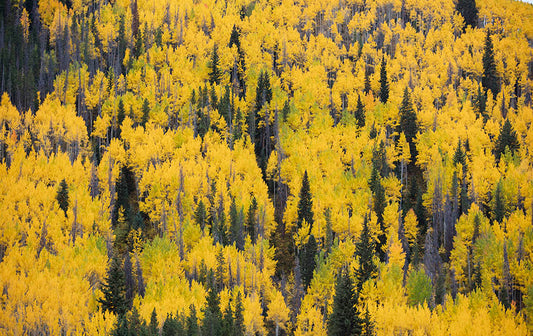 Vail Autumn Trees Aerial  Photos