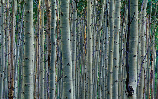 Vail Colorado Tree Photos