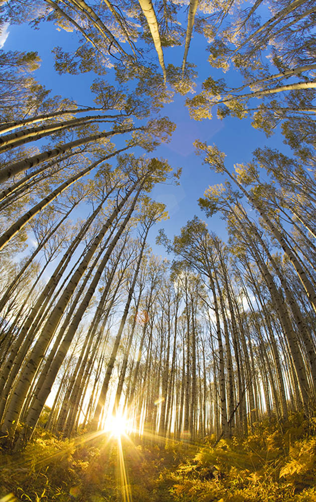 Vail Colorado Trees Fisheye Photos