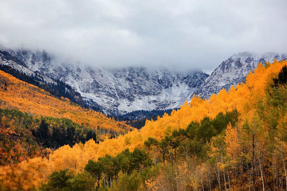 Vail Fall Trees Photos