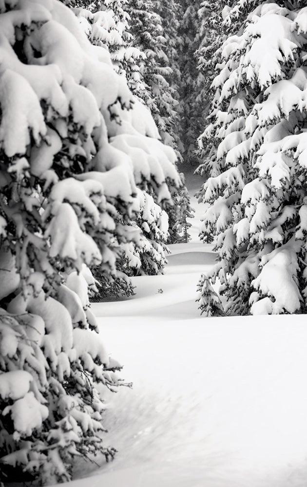 Vail Snow on Trees Photos