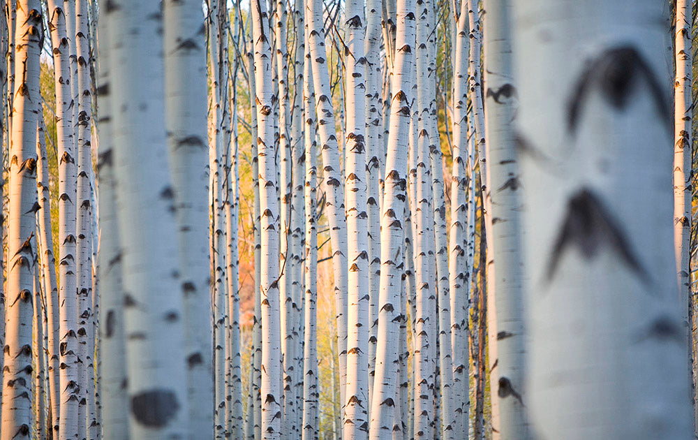 Vail Tree Colorado Photos