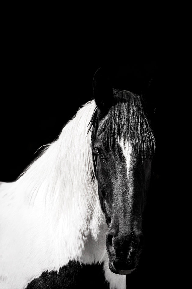 One of Us Will Lose | Utah Horse Photos