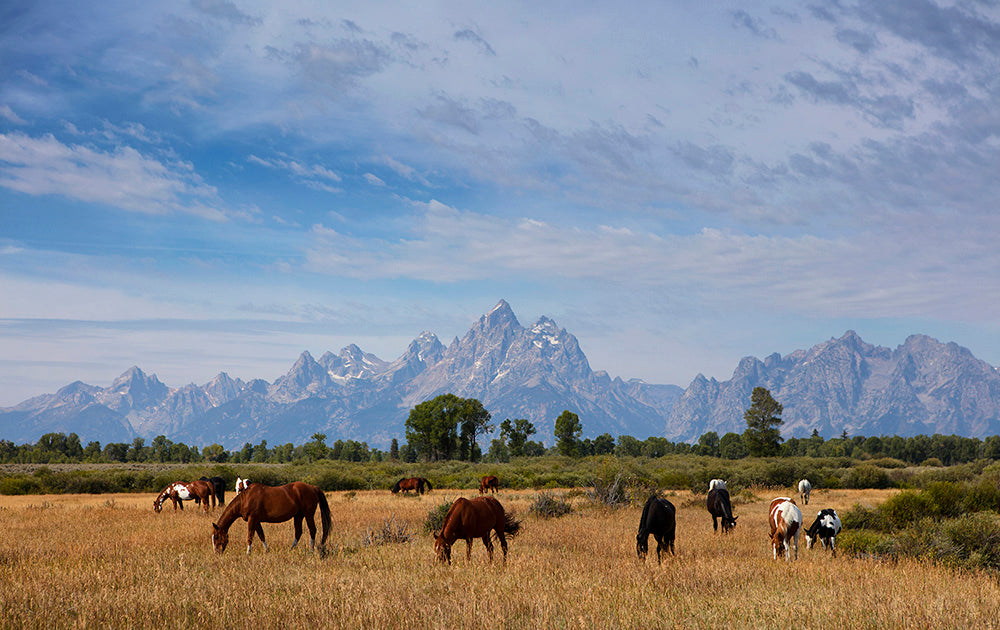 Wyoming Wild Horses Photos