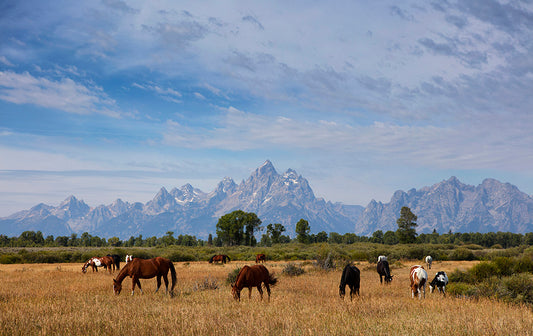 Wyoming Wild Horses Photos
