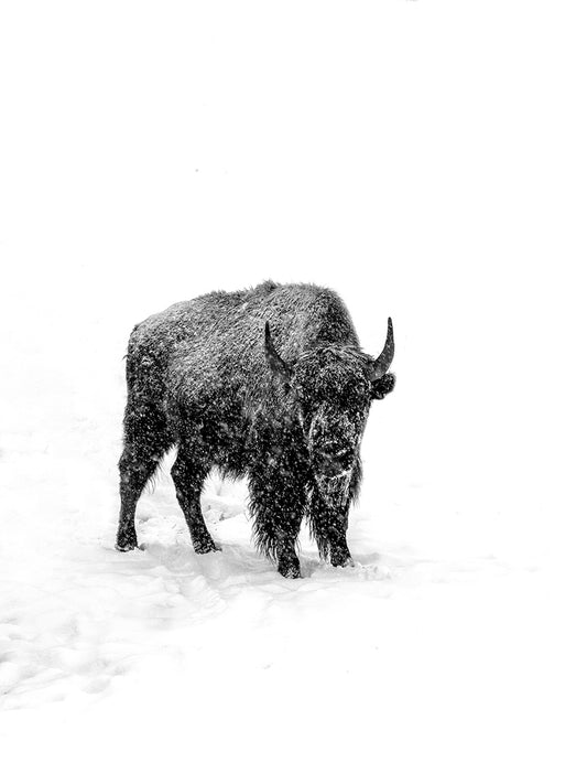 Great White Buffalo - Utah Snowy Buffalo Photos