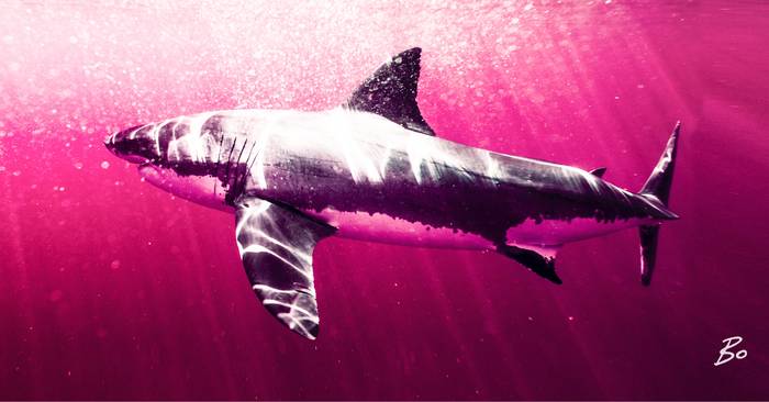 Pink Shark Beach Towel