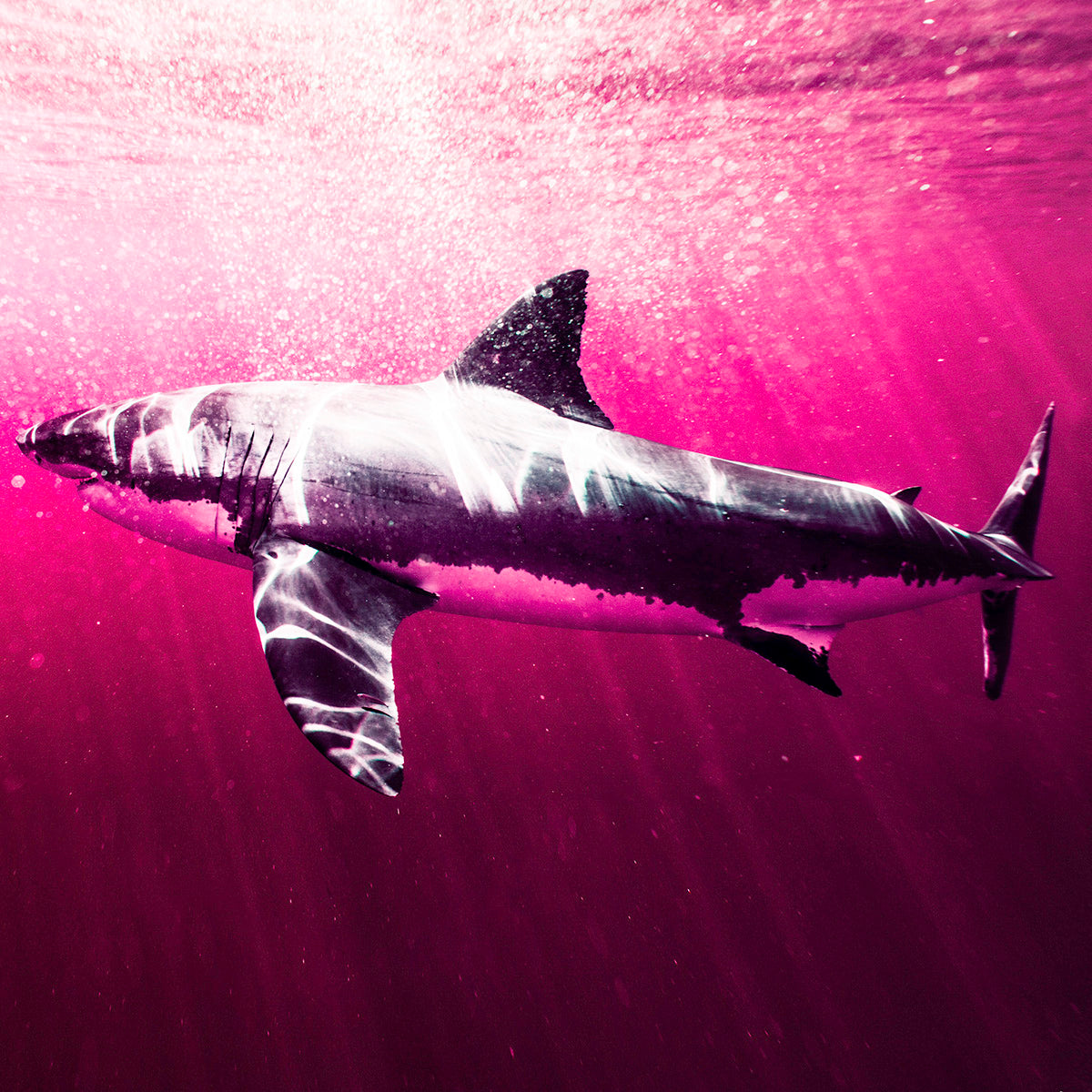 Pink Shark Acrylic Block