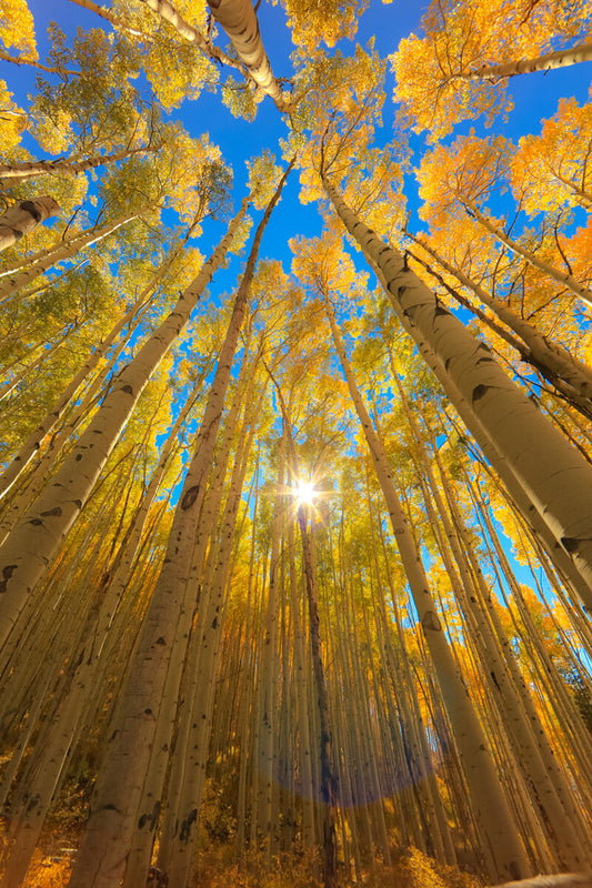 Aspen Flare - Aspen Tree Photos