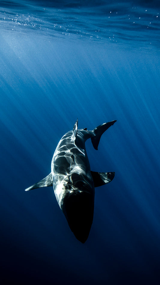 Great White - Guadalupe Islands Great White Shark Photos