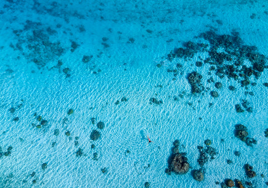 Shark Bait - Tahiti Aerial Single Swimmer Photos