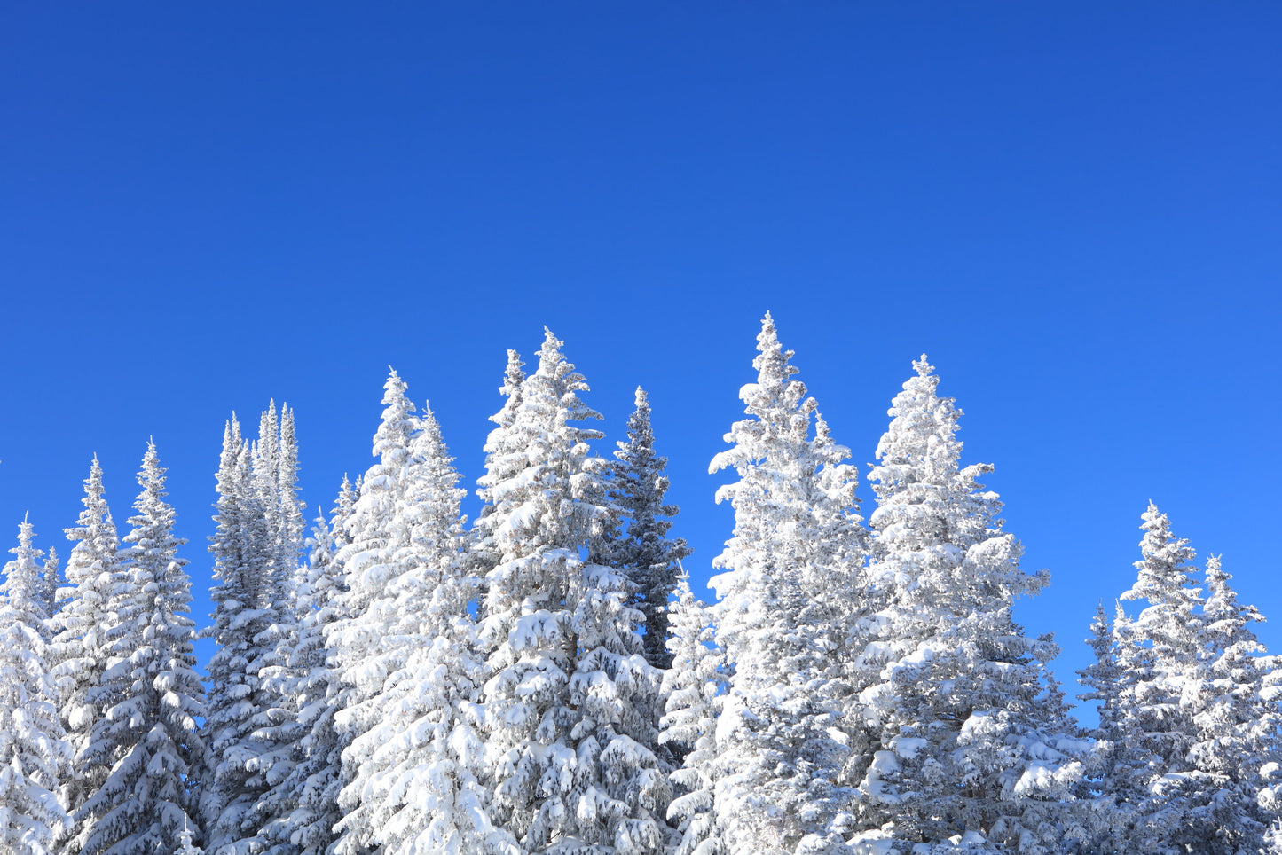 Snowy Canopy - Fine Art Photography