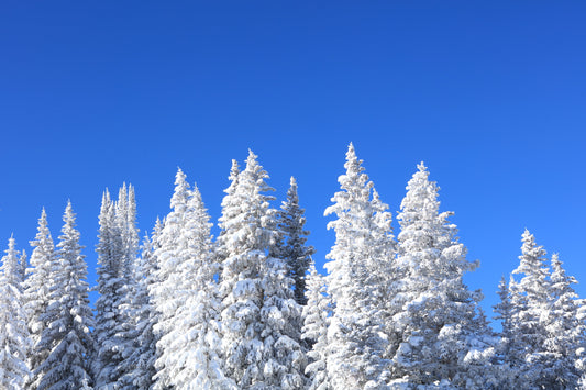 Snowy Canopy - Fine Art Photography