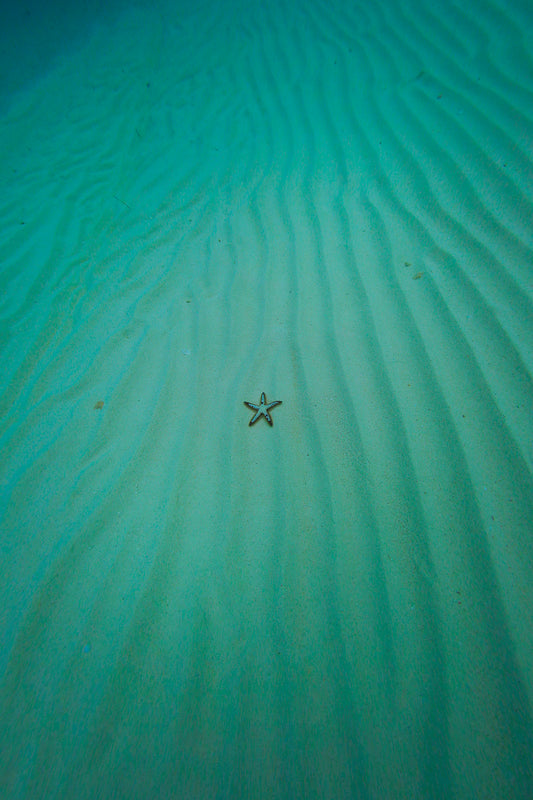 Starfish - Bahamas Starfish Photos