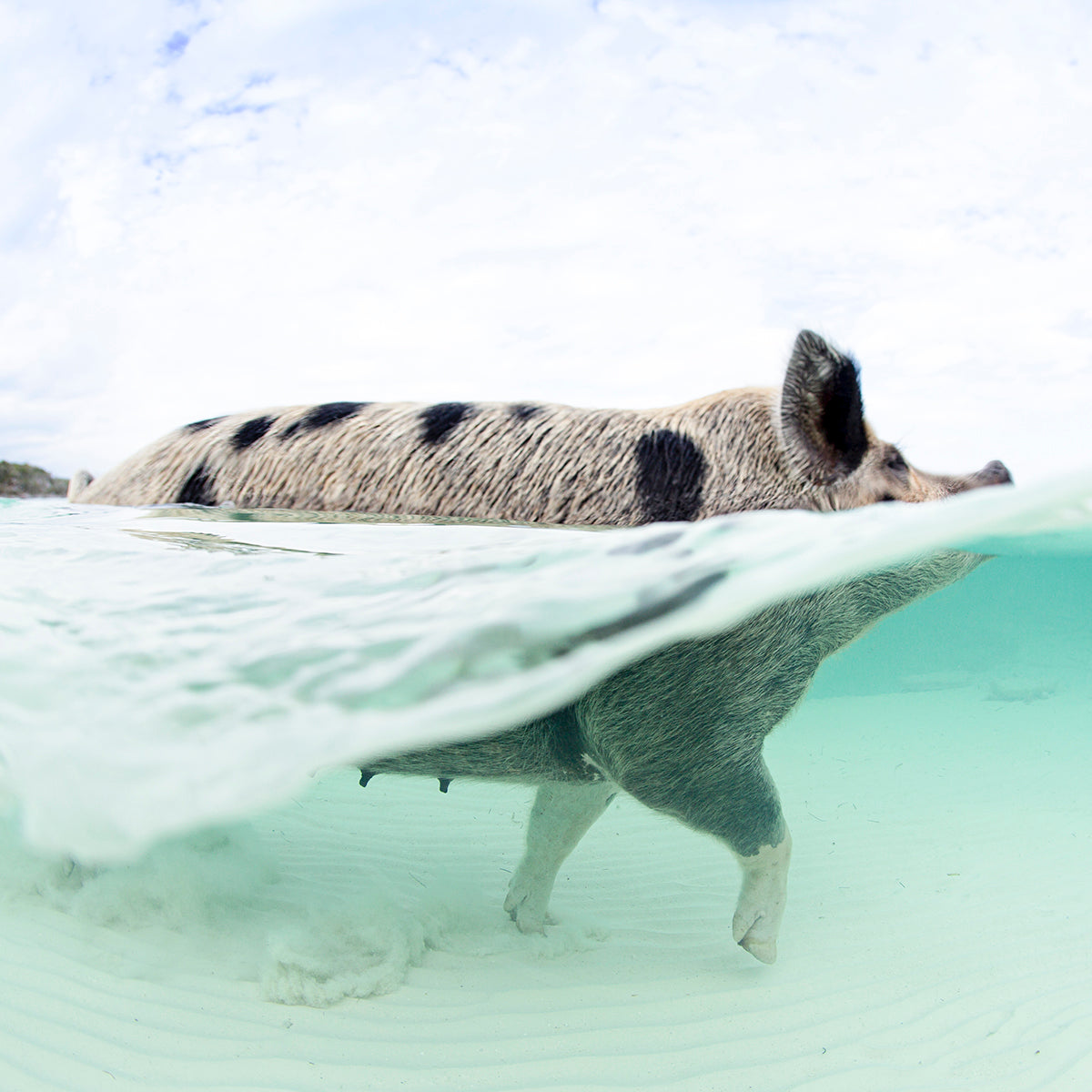 When Pigs Swim Acrylic Block