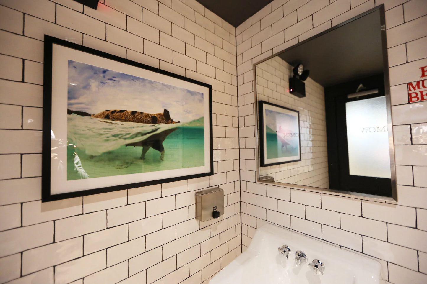 When Pigs Swim - Pig In Surf Exuma Bahamas Photos